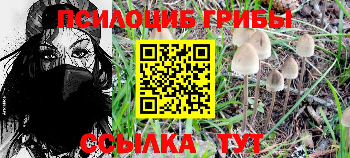 Псилоцибиновые грибы Psilocybine cubensis  Вход с VPN  Новокубанск 